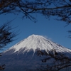 枝の間から
