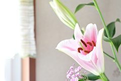 窓辺のLily