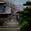 山門を覗きみる