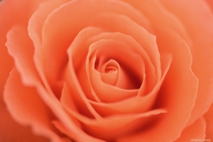 2025.6_薔薇1/2