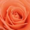 2025.6_薔薇1/2