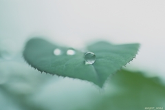 雨の後で