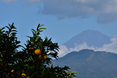 ミカン畑から望む富士山