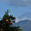 ミカン畑から望む富士山