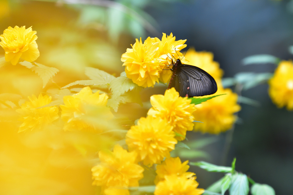 秘密の花園