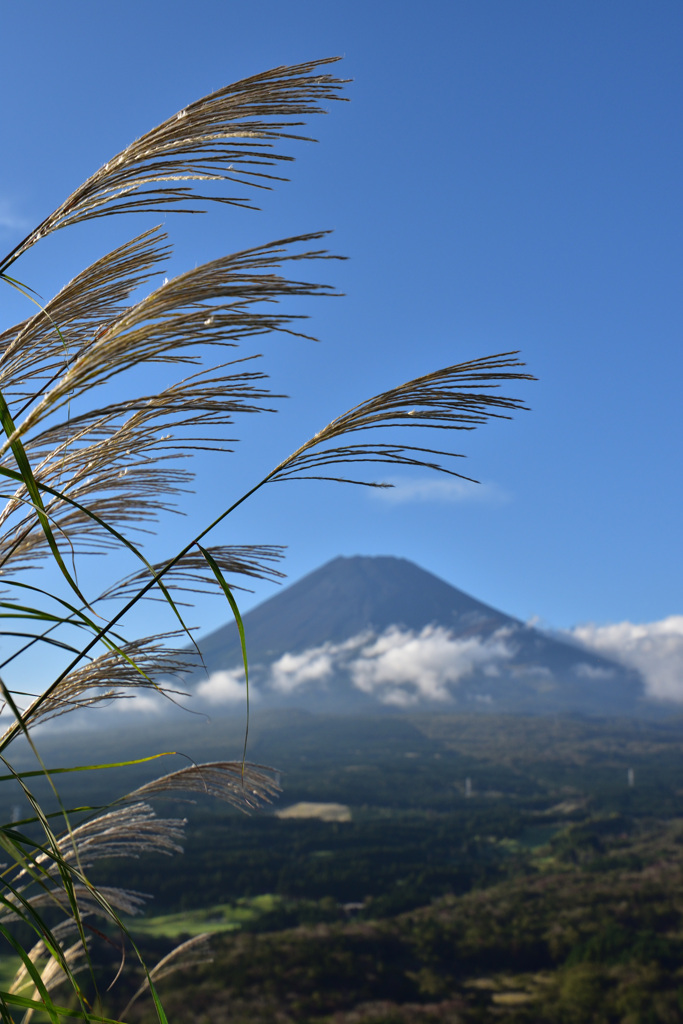 ススキと富士山