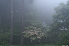 2025.6_霧と森とヤマボウシ