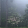 2025.6_霧と森とヤマボウシ