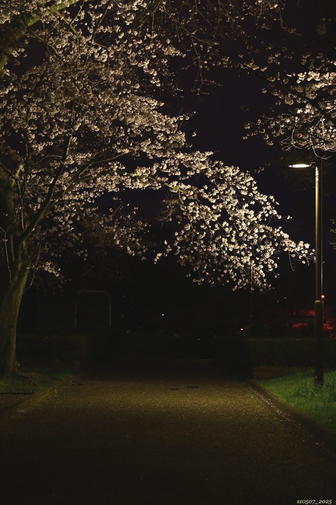 2025.3_桜 2