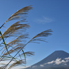 ススキと富士山