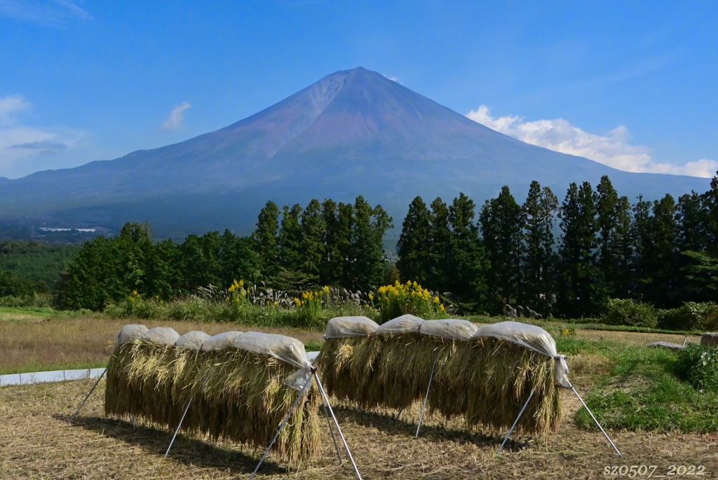 富士山×稲架掛け