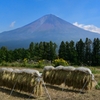 富士山×稲架掛け