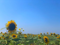38℃