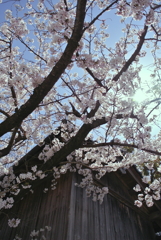 近所の桜@1