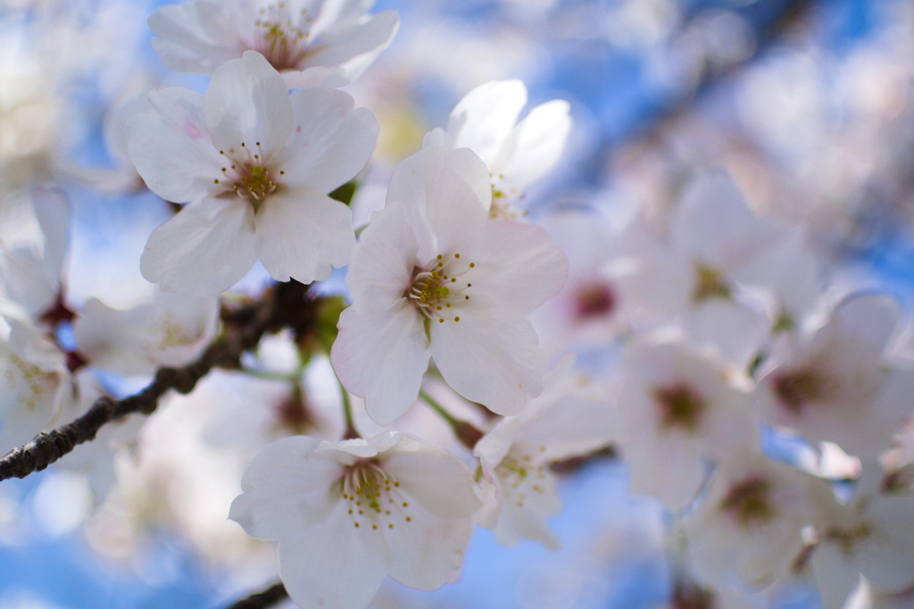 近所の桜@4