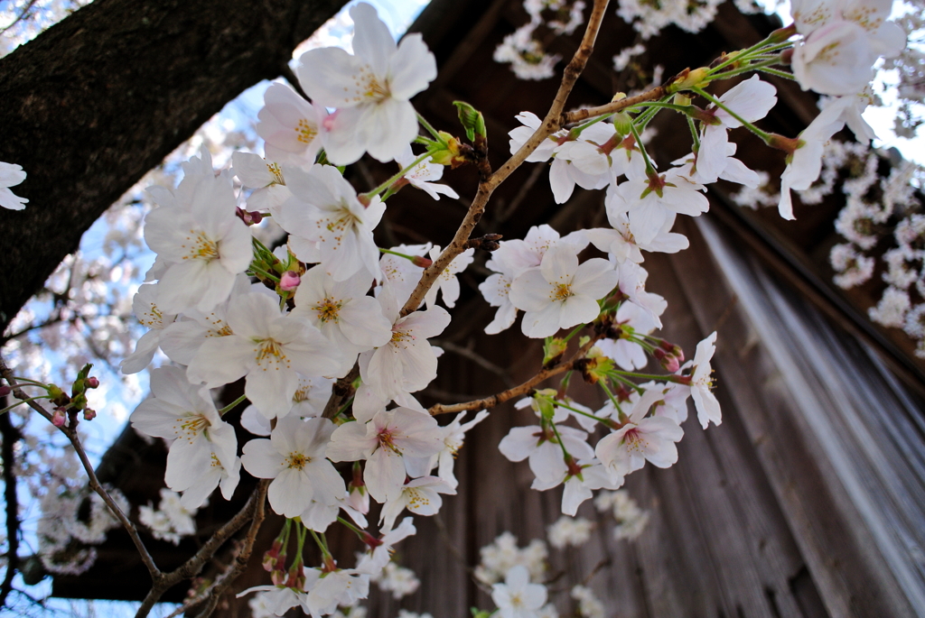 近所の桜@2