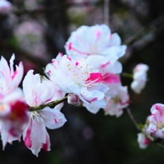 桃の花