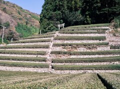 茶畑参道
