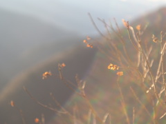 陽気