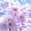 桜　ソメイヨシノ