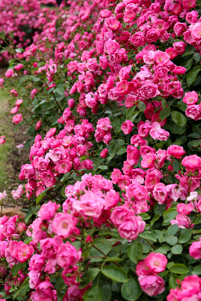 花フェスタ記念公園　薔薇