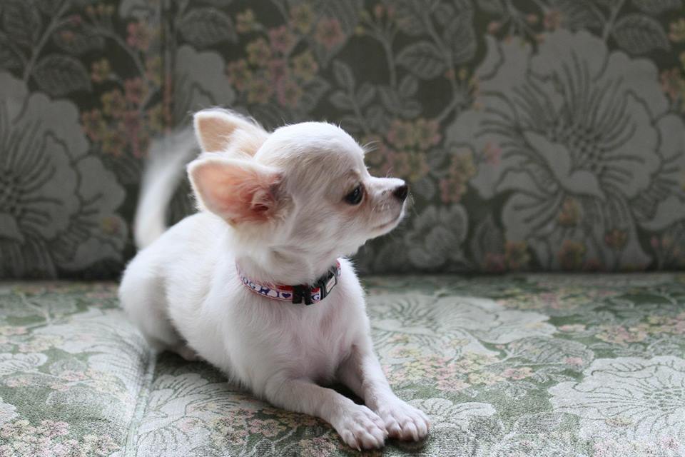 花ちゃん