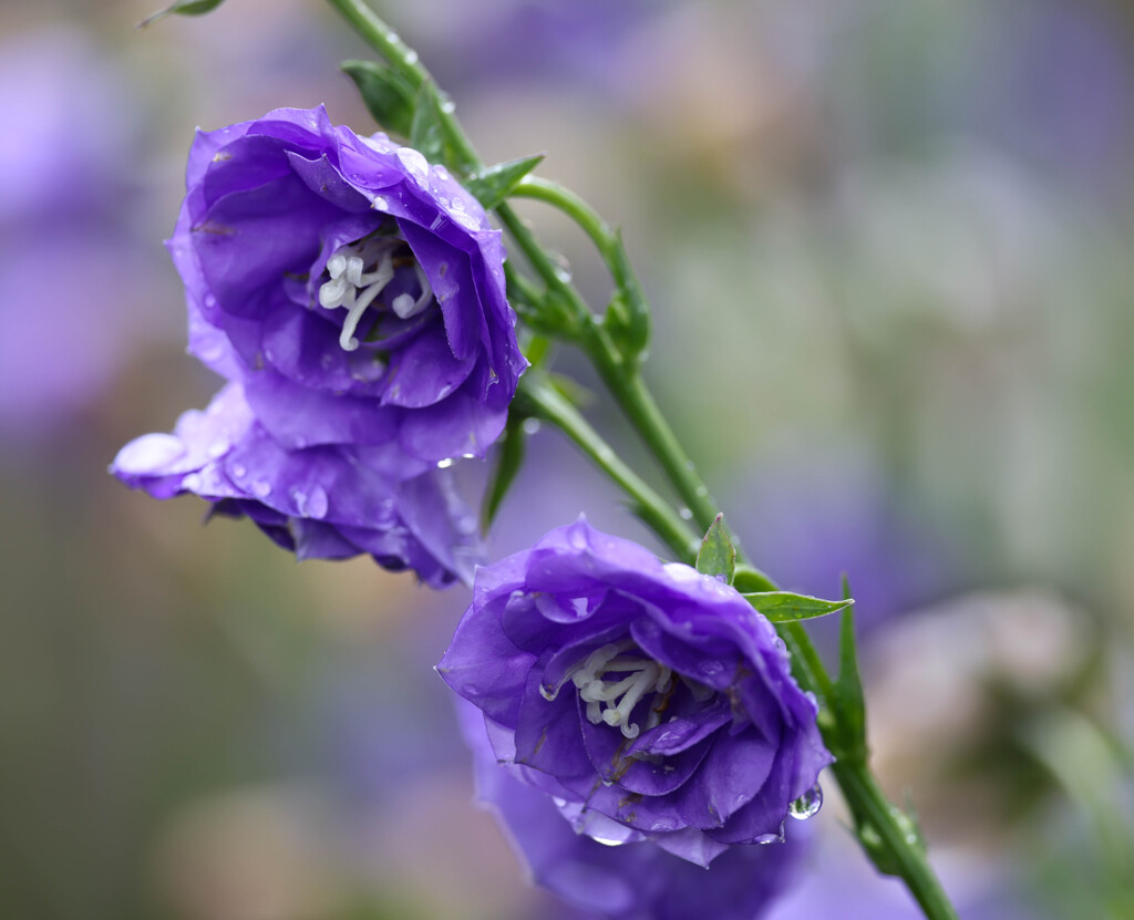 庭の花