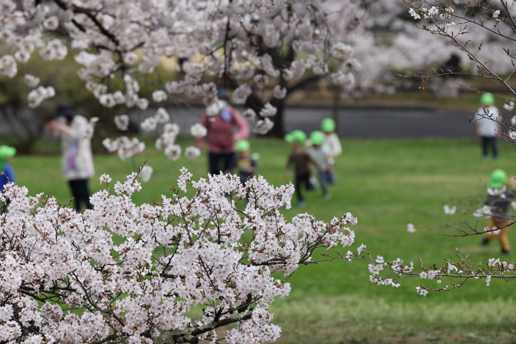 松本市 城山公園にて b