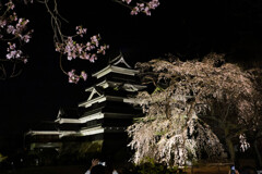 松本城夜桜会　2024年4月14日　１