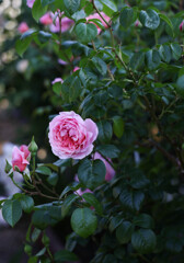 庭のバラ　3
