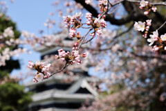 松本城公園　桜