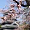 松本城公園　桜