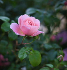 庭のバラ　2