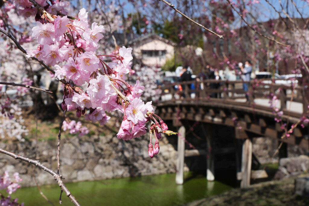 松本城公園にて　2