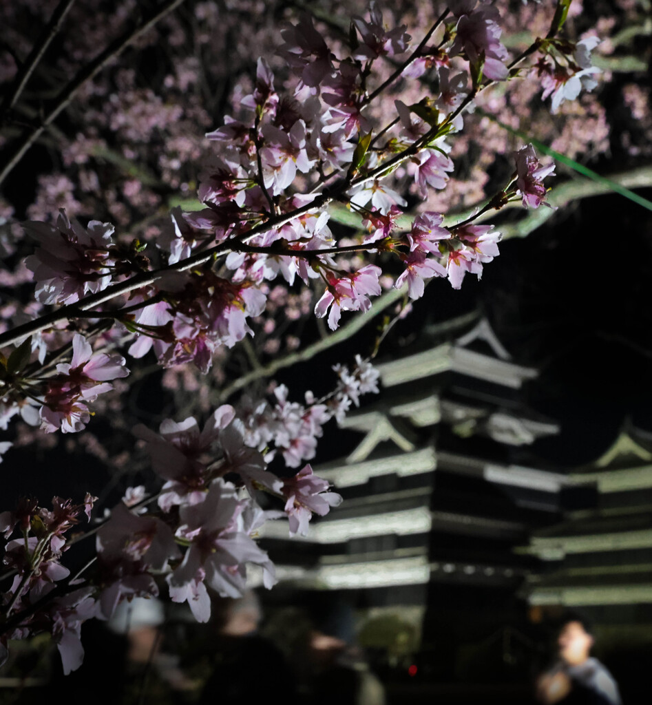 松本城夜桜会　2024年4月14日　-3