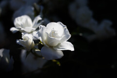 庭のバラ　1