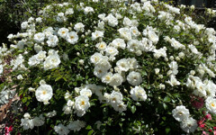 庭のバラ　4