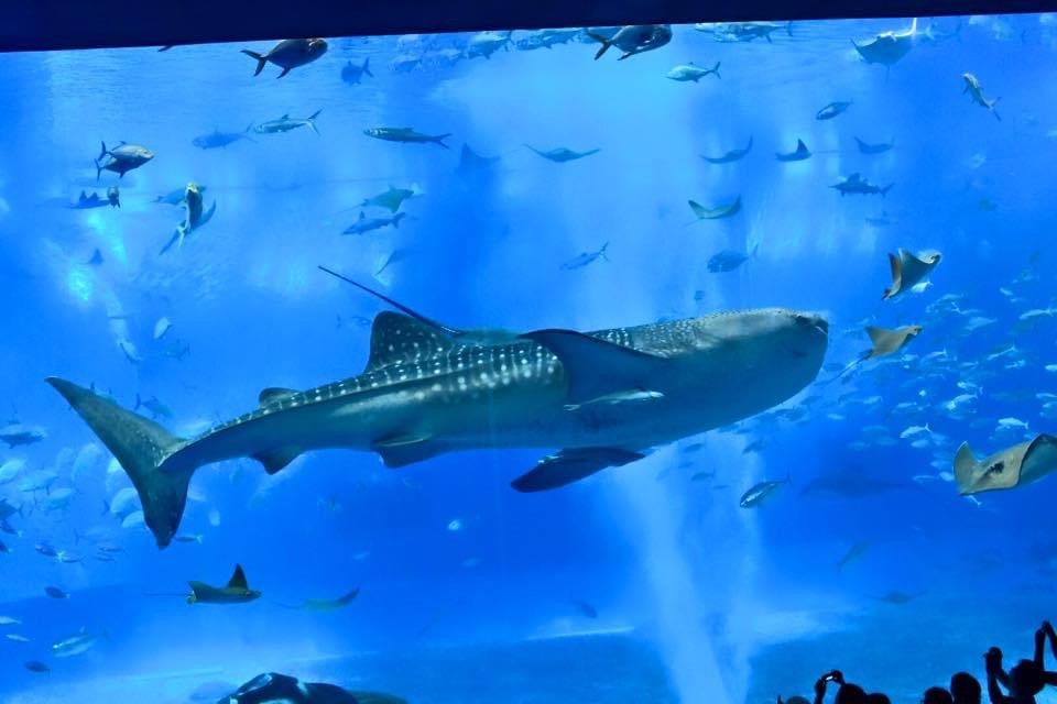 FB92F253-4893-4F8C-A3C4-4908D59E385C