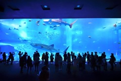 43A206C3-B7BA-40A4-BF75-201B87717501