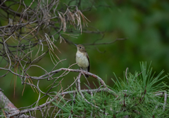 キビタキ♀