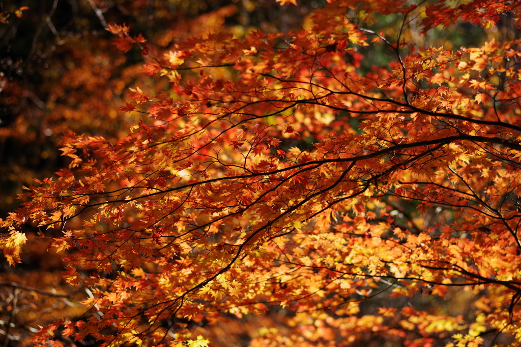 徳島　祖谷の紅葉。