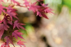岡崎公園のもみじ