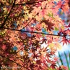 岡崎公園のもみじ2