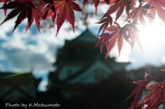 岡崎公園の紅葉