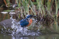 sat00033780 sat00033780