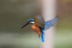 sat00033886 sat00033886