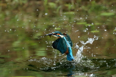 sat00034443 sat00034443