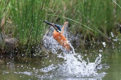 sat00033049 sat00033049