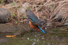 sat00034339 sat00034339