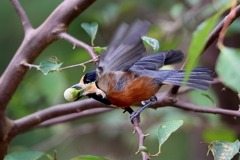 sat00033608 sat00033608